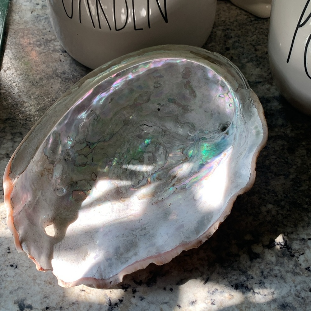 Abalone Sea Shell